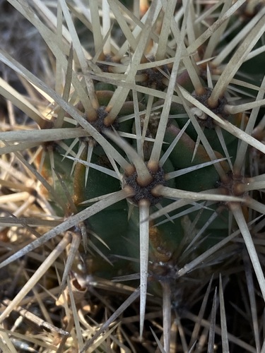 Echinocereus maritimus