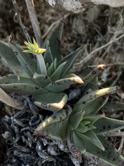 Dudleya acuminata