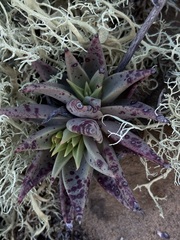Dudleya acuminata