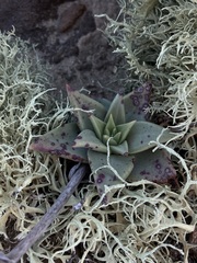 Dudleya acuminata