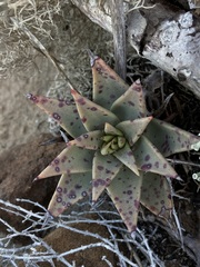 Dudleya acuminata
