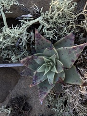 Dudleya acuminata