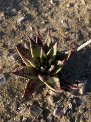 Dudleya acuminata