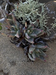 Dudleya acuminata