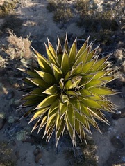 Yucca valida