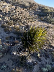 Yucca valida