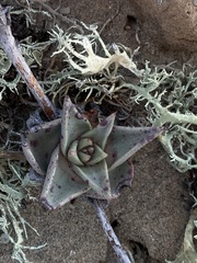 Dudleya acuminata