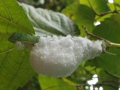 Pseudoclanis postica