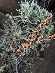Dudleya acuminata