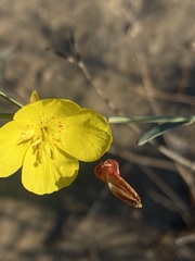 Eulobus crassifolius