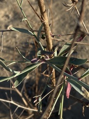 Eulobus crassifolius