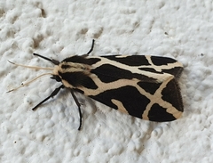 Seydelia ellioti