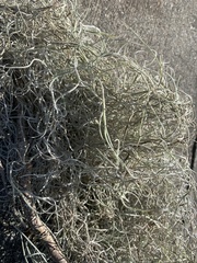 Tillandsia usneoides