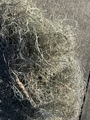 Tillandsia usneoides