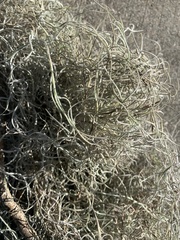 Tillandsia usneoides