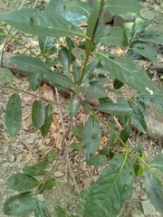 Diospyros nigra