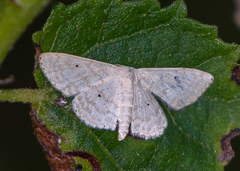 Scopula benitaria