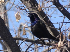 Quiscalus quiscula versicolor