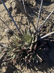 Dudleya acuminata