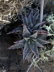 Dudleya acuminata
