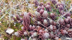 Petrosedum ochroleucum