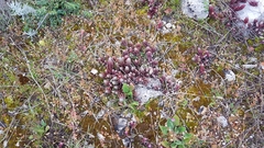 Petrosedum ochroleucum