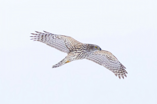 Azor común (Accipiter gentilis)