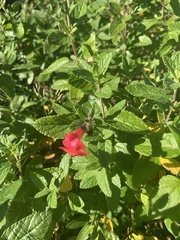 Salvia microphylla
