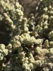 Atriplex julacea