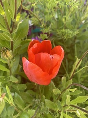 Tulipa gesneriana
