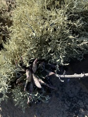 Dudleya acuminata