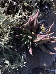 Dudleya acuminata