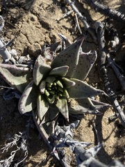 Dudleya acuminata