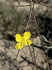 Eulobus crassifolius