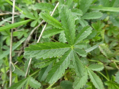 Potentilla reptans