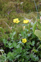 Ranunculus lasiocarpus