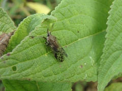 Avephora maculata