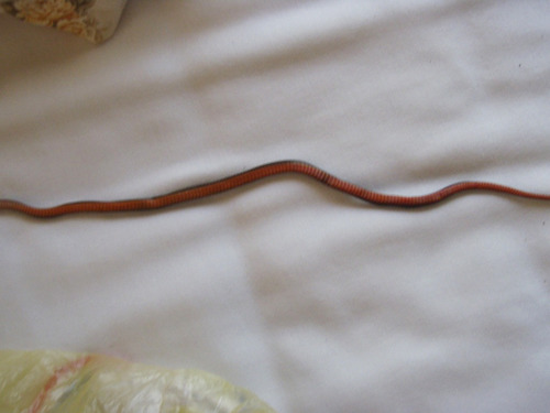 Photo of a Texiguat Centipede Snake (Tantilla olympia)