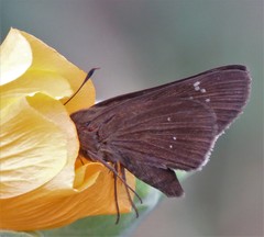 Torbenlarsenia gemella