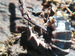 Phosphaenus hemipterus