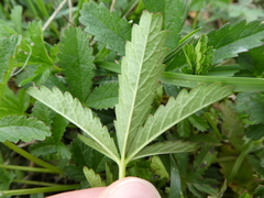 Potentilla reptans