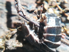 Phosphaenus hemipterus