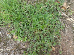 Potentilla reptans