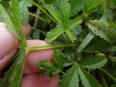 Potentilla reptans