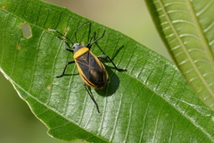 Largus cinctiventris