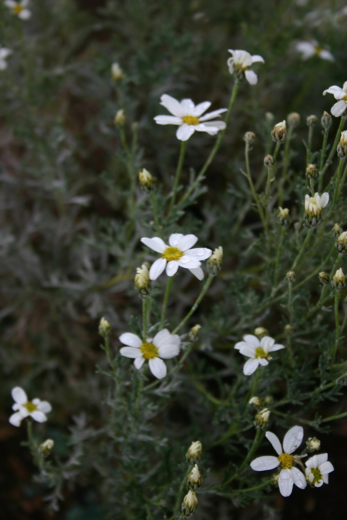 Brachanthemum baranovii