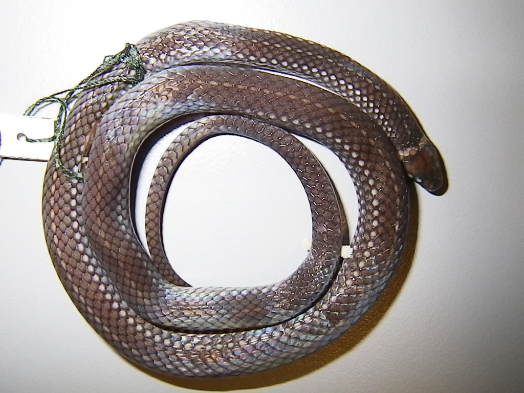 Texiguat Centipede Snake