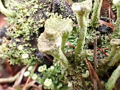 Cladonia grayi
