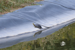 Emys orbicularis persica