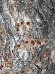 Sphyrapicus ruber